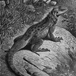 Rough-Tailed Agama Basking - Original color lithography from The Royal Natural History 1896