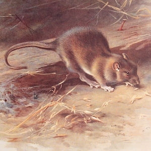 Brown Rat - Vintage print from the book &quot;British Mammals&quot; A. Thornburn, Vol. 2 - 1921