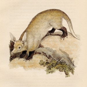 Cape Ant-eater - Original Engraving from a nature french book of mammals, 1827 - Very RARE, HAND-COLORED / Almost 200 years old!
