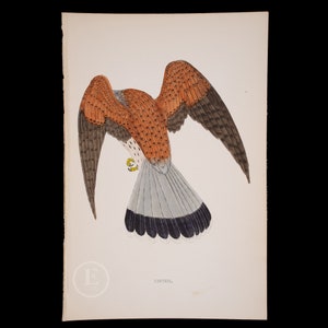 KESTREL - Brittiska fåglar - Original färgad gravyr 1856, autentisk ornitologiplansch!