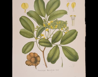 1887 INDIAN KINO (Pterocarpus Marsupium) – Antique Botanical Print from Kohler’s Medicinal Plants
