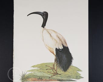 May include: A vintage-style illustration of an ibis bird standing on a patch of green grass. The bird features a long, curved black beak, a solid black head and neck, a white body, and long, dark black tail feathers with thin legs.