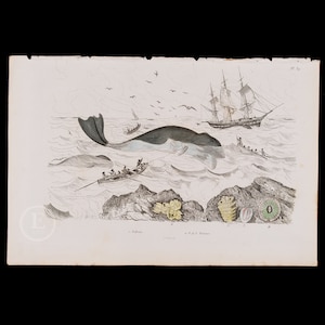 May include: An antique illustration of a whale being hunted by a ship and several small boats. The whale is black and gray, and the ship is white with brown sails. The boats are filled with people, and there are several seagulls flying overhead. The image is set against a background of a blue sky and a choppy sea.