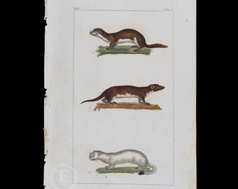 WEASEL, ERMINE and TOUAN / Authentic steel engraving from Oeuvres Completes de Buffon 1829 - Hand colored!