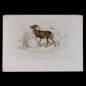 1879  BARBARY SHEEP   - Hand-Colored Steel Engraving from “Opere complete di Buffon” - Scarce Italian Edition!
