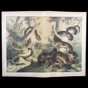 1872 Horrid Rattlesnake & Boa Constrictor - Original Lithograph from Natural History of Mammals by Prof. Schubert - Scarce!