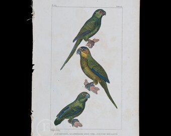 Green Parakeet, Green-rumped parrotlet, tuba-tailed parakeet  / Authentic Steel engraving from Oeuvres de Buffon 1829 - Hand colored!