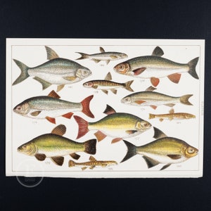 Süßwasserfische: Elritze, Rotfeder, Schleie, Hasel, Brassen, Schmerle, Döbel, Brassen, Kokelei - ORIGINAL Farblithographie - Fische Großbritanniens um 1900