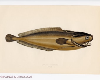 1894 Pez renacuajo o Brótola menor o Torsk menor - Cromolitografía original de peces de agua dulce británicos