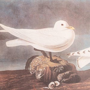 1937 Ivory Gull and Lesser Yellow-Legs   from &quot;John James Audubon Birds of America&quot; -  - Buy 2 prints, get 1 free!