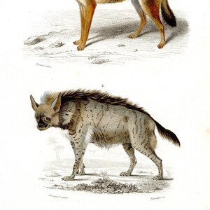 1849 Golden Jackal and Stripped hyena - Dictionnaire Universel by Charles d&#39;Orbigny  - Original steel engraving - HAND COLORED!