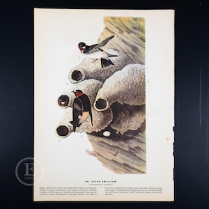 Cliff Swallow, vintage Audubon-etsning | Originaltryck från 1937 | Dubbelsidigt papper | 21,5 x 30 cm