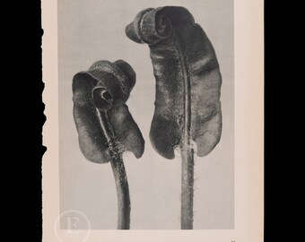 ORIGINAL PHOTOGRAVURE BOTANICAL -  Hart's-tongue Fern - Western Sword Fern    by Karl Blossfeldt from 1935 -  printed on both sides