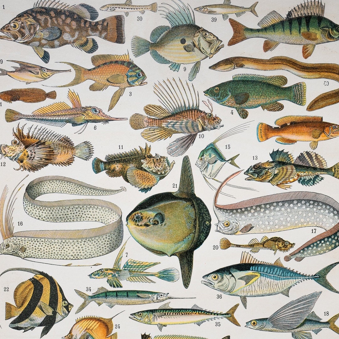 Flying Fish Ray Eel Tuna Swordfish From le Noveau Etsy