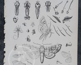 Mariposas nórdicas - Lámina de la obra "Mariposas del Norte" de Christopher Aurivillius - 1888