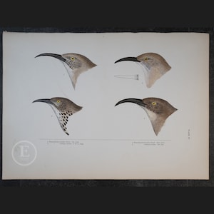 May include: A vintage scientific illustration of four brown and white birds with long, thin beaks. The birds are depicted in profile, with their heads turned to the side. The illustration is labelled with the scientific names "Hapaloptila reinwaldi, Snowy,  Cal. 1128" and "Hapaloptila brasilia, Forest,  Atl. and  madidensis, Cal. 1129".