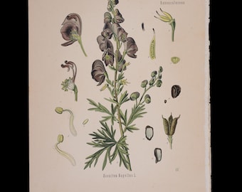 1887 ACONITE (Aconitum Napellus) – Antique Botanical Print from Kohler’s Medicinal Plants