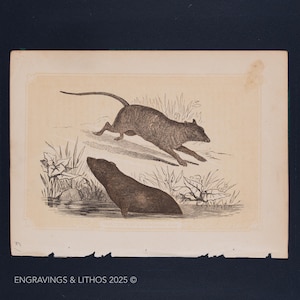 1851 WATER and COMMON RATS – Antique Lithograph – Original The Natural History of the Sacred Scriptures, and Guide to General Zoology