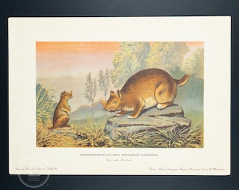 1902 HORNED GOPHER, Burrowing Rodent from the Miocene Epoch - Vintage print from Tiere der Urwelt (Creatures of the Primitive World)
