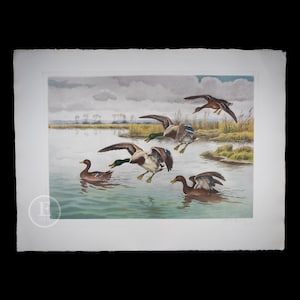 ORIGINAL ETCHING - &quot;Ducks Landing”  by Georges Frédéric Rötig - Big 30 x 24 inches