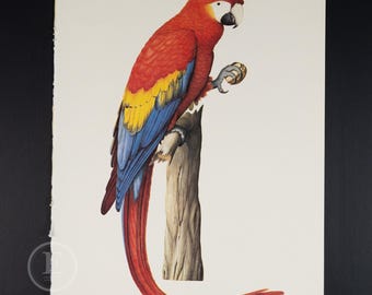 May include: A red, yellow, and blue macaw perched on a branch, holding a nut in its beak.