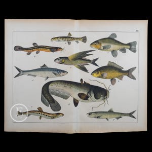 May include: A vintage illustration of nine different types of fish, including a catfish, a flying fish, and a carp. The fish are depicted in a realistic style with detailed markings and colours. The illustration is printed on a page from a book with the Roman numeral "XV" in the top right corner.