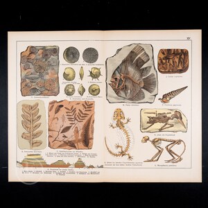 Könnte beinhalten: Eine antike Lehrtafel, die verschiedene Fossilien zeigt, darunter Ammoniten, Fische, Pflanzen und ein Skelett eines Eidechsen. Das Bild ist auf cremefarbenem Papier mit braunem Rand gedruckt.