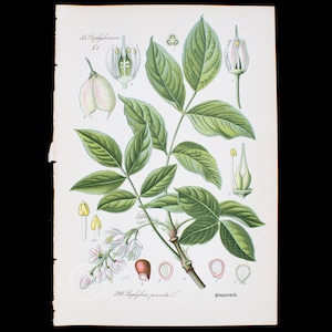 Könnte beinhalten: Eine botanische Illustration einer blühenden Pflanze mit grünen Blättern und weißen Blüten. Die Illustration ist mit "293. Staphylea pinnata L.  Pimpernuß." beschriftet.