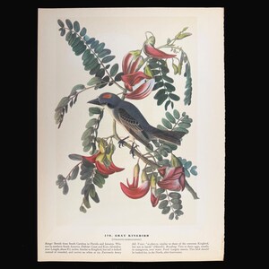 1937 Grey Kingbird from &quot;John James Audubon Birds of America&quot; -  - Buy 2 prints, get 1 free!