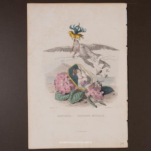May include: Antique botanical illustration featuring a pelican carrying a flower, a woman in a frame, and pink hydrangeas. The artwork includes the text "HORTENSIA. COURONNE IMPÉRIALE."