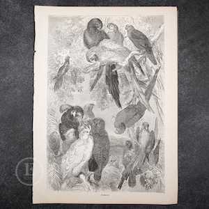 1857 Parrots  . Original steel engraving from Cassell&#39;s Popular Natural History