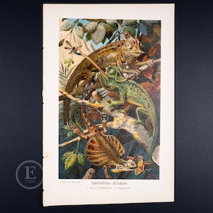 Foreign Lizards  - Original Color lithography - The animal world  illustrated 1894