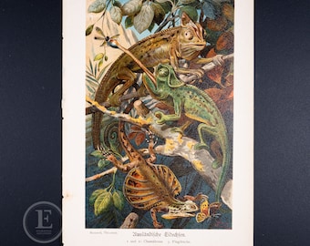 Foreign Lizards  - Original Color lithography - The animal world  illustrated 1894