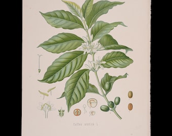 1887年 コーヒーの木（アラビカコーヒー） – コーラーの薬用植物図鑑からのアンティーク植物画