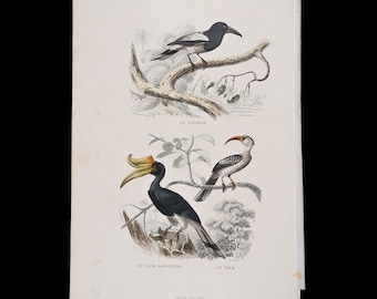 Cassican bird, rhinoceros hornbill, tock / Hand-colored plate from "Ouvres Complete de Buffon" 1866