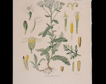 1887年 ヤロウ（Achillea Millefolium） – コーラーの薬用植物図鑑に掲載されたアンティーク植物画