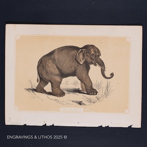 1851 THE ELEPHANT – Antique Lithograph – Original The Natural History of the Sacred Scriptures, and Guide to General Zoology