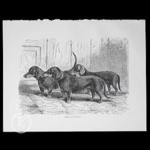 1881 DACHSHUNDS - Original woodcut out of &quot;The Book of the Dog by Vero Shaw&quot; - Scarce!