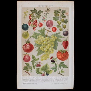 1898 BERRY FRUITS  - Rare chromolithograph plate from Brockhaus&#39; Conversations-Lexikon