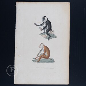 Könnte beinhalten: Eine antike Illustration von zwei Affen, einer schwarz-weiß und der andere braun, die auf Felsen sitzen. Die Illustration stammt aus einem Buch mit dem Titel "A.D. Desmarest, Le Maimmal."