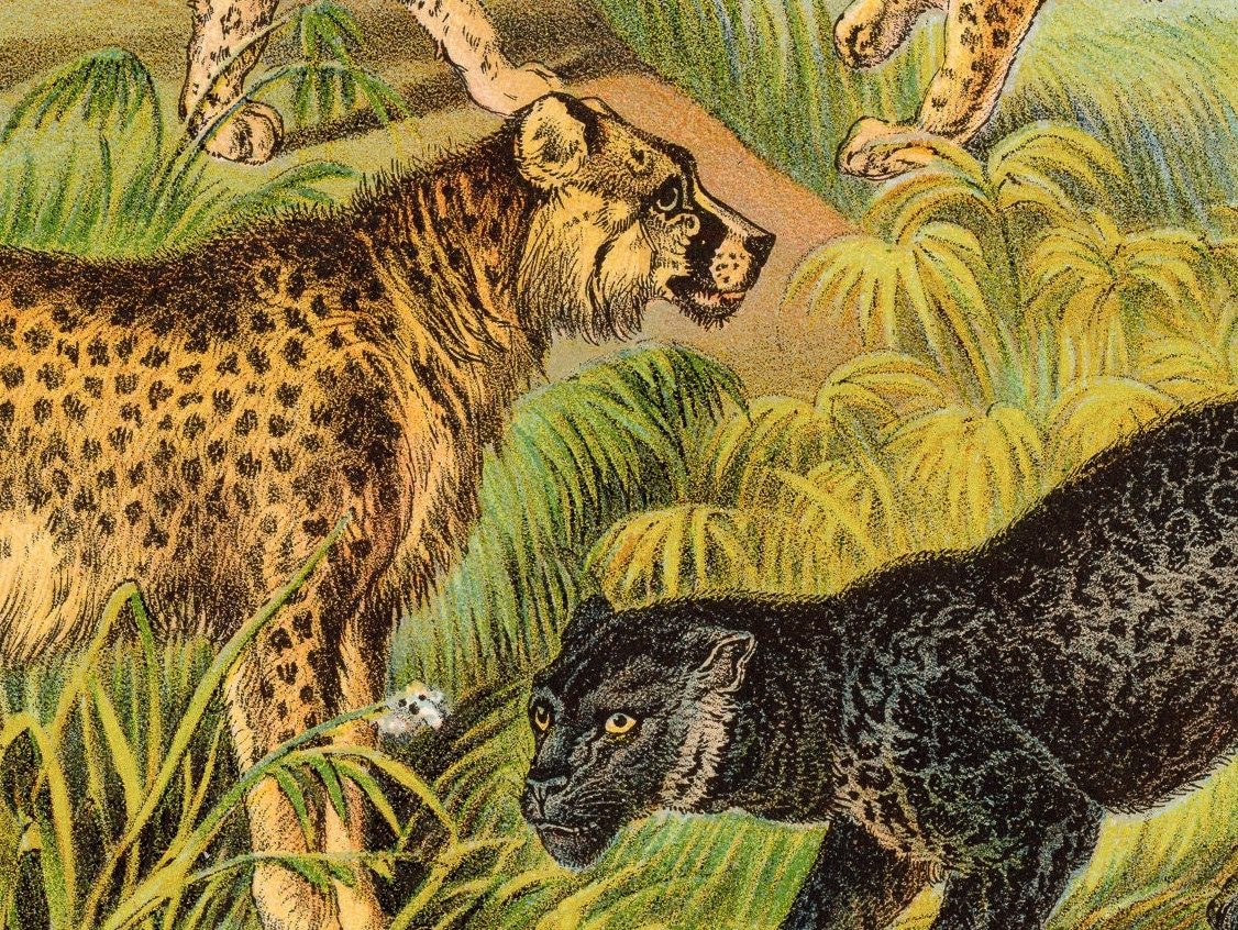 1880 - Ounce, Chetah, Asiatic Leopard, African Leopard - Original