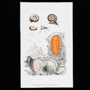 May include: A vintage print displaying detailed illustrations of marine life, such as snails, a sea slug, and clams. The artwork is primarily black and white, with touches of colour, highlighting the intricate details of each creature. The print is labelled "Engravings & Lithos 2025".
