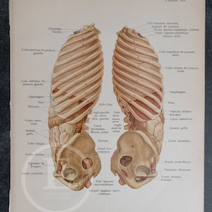 Thoracic and abdominal organs, left and right lateral view - Human Anatomy - Topographyc Anatomy Book 1905 - Rare Lithography