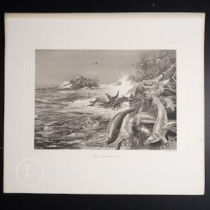 May include: A black and white illustration of a group of seals on a rocky shore. The seals are in the water and on the rocks. The image is titled "Grey seals observed".