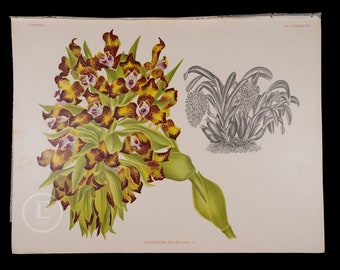 Ellis' Grammangis - Antique authentic lithograph by Jean Linden, Belgium 1892, coming from Iconographie des Orchidees - Stunning!