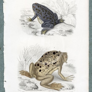 1849 - African clawed frog and Surinam toad – d’Orbigny Natural History Engraving, Hand-Colored