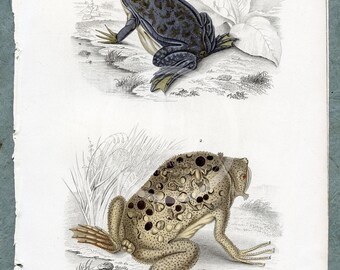 1849 - African clawed frog and Surinam toad – d’Orbigny Natural History Engraving, Hand-Colored