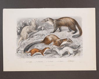 1853 WEASELS, FERRET – Hand-Colored Steel Engraving with Gum Arabic Finish from Oeuvres de Buffon – Scarce!