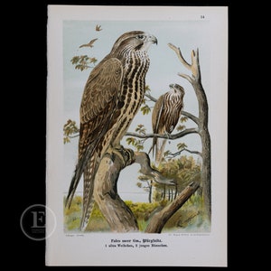 May include: A vintage illustration of two falcons perched on a branch. The larger falcon is brown and white with a yellow beak. The smaller falcon is brown and white with a black beak. The illustration is titled "Falco sacer Gm., Würgfalke. 1 altes Weibchen, 2 junges Männchen."