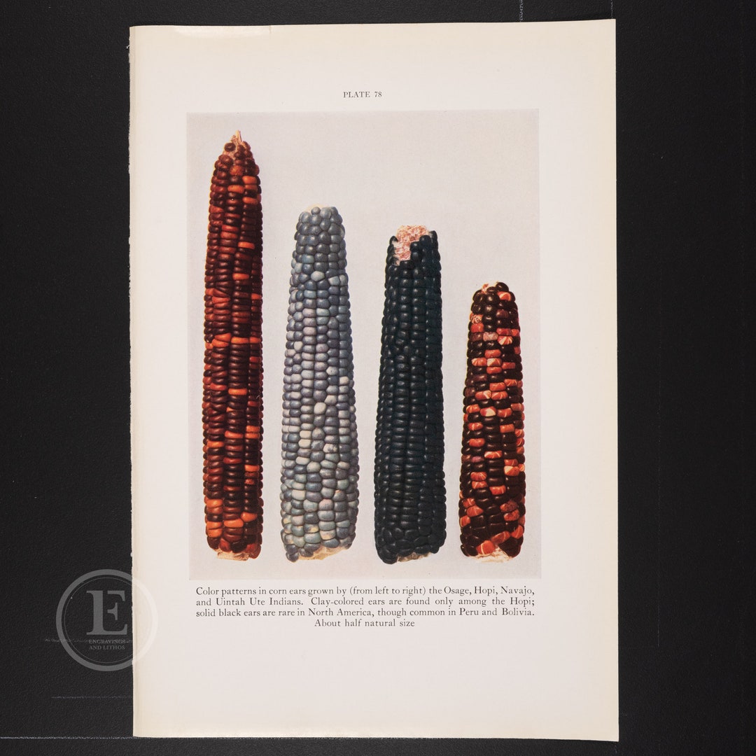 Color Patterns in Corn Ears Grown by (from Left to Right) the Osage ...
